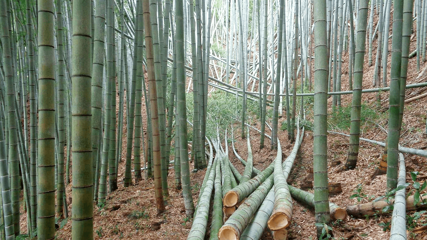 厳選された
竹を使用